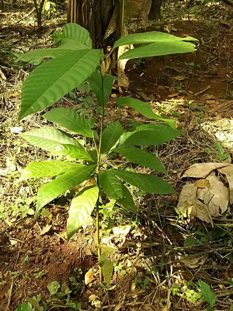 tree image