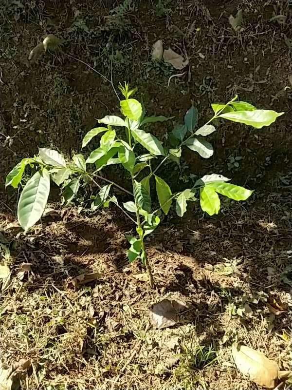 tree image
