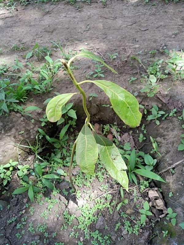 tree image