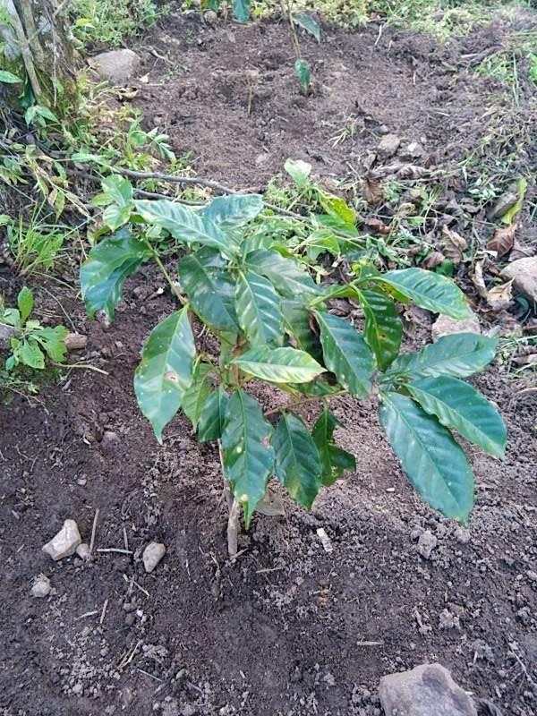 tree image