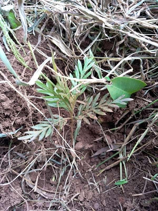tree image