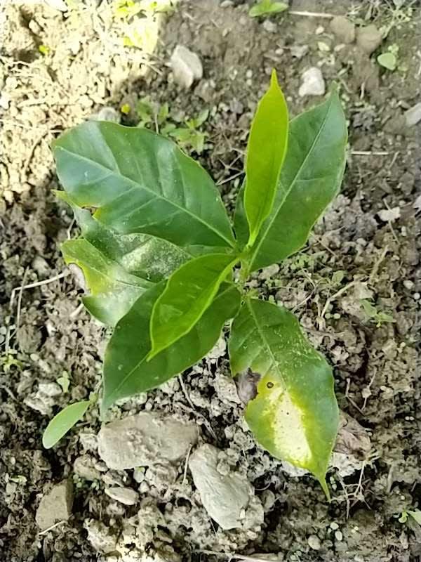 tree image