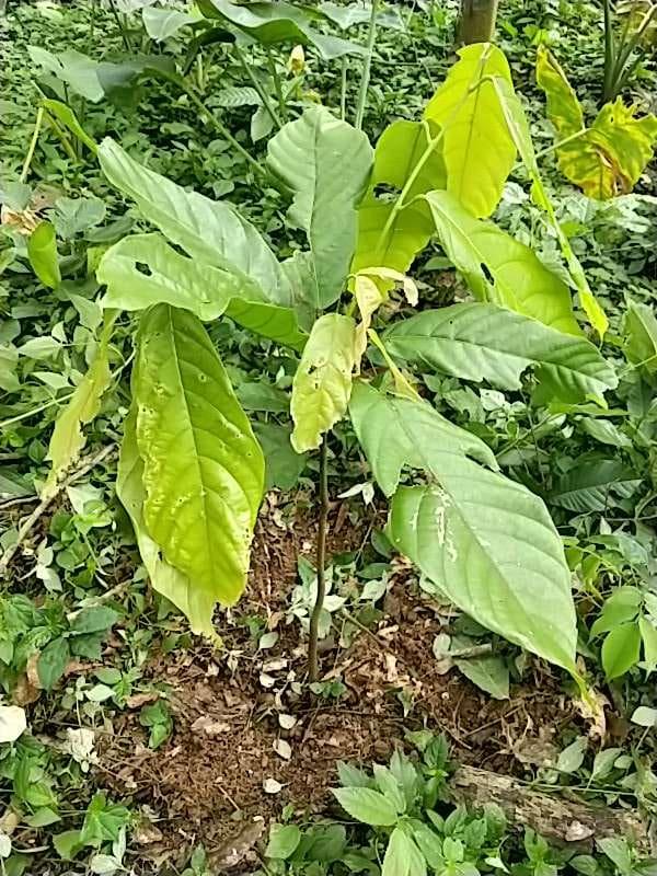 tree image