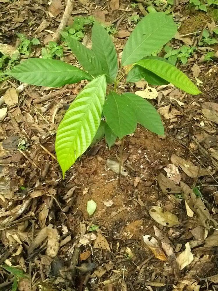 tree image