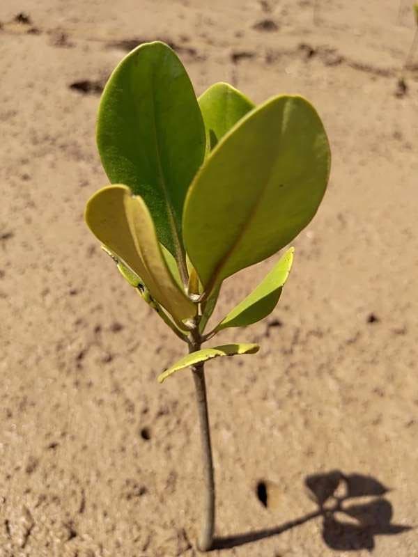 tree image