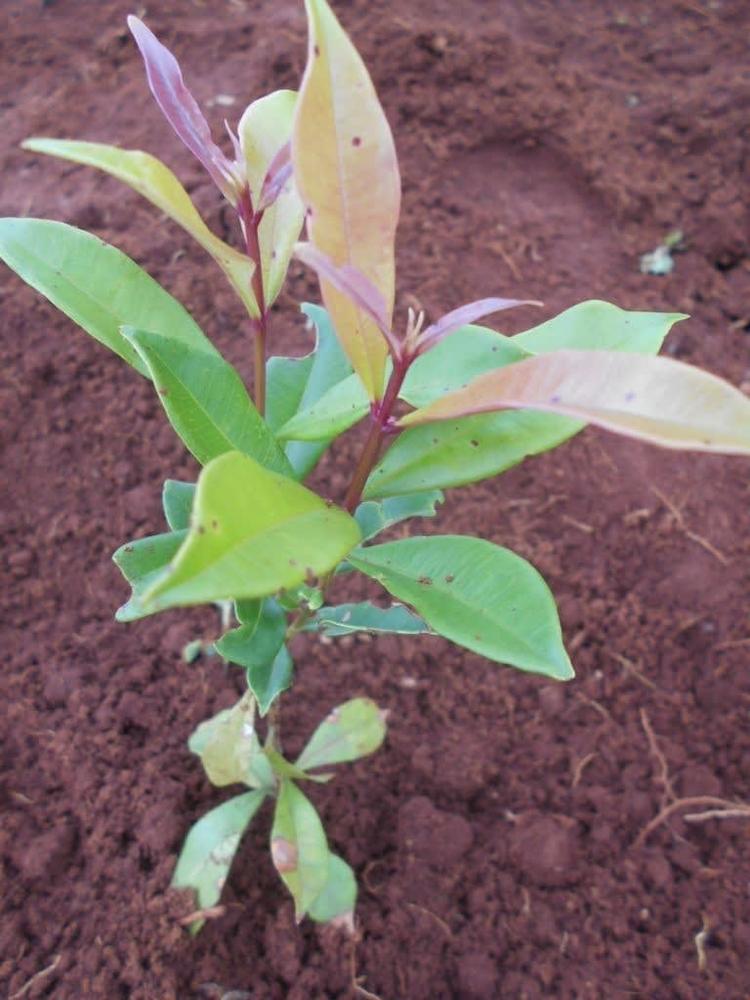 tree image