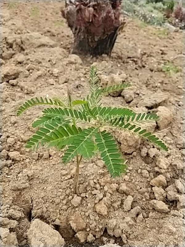 tree image