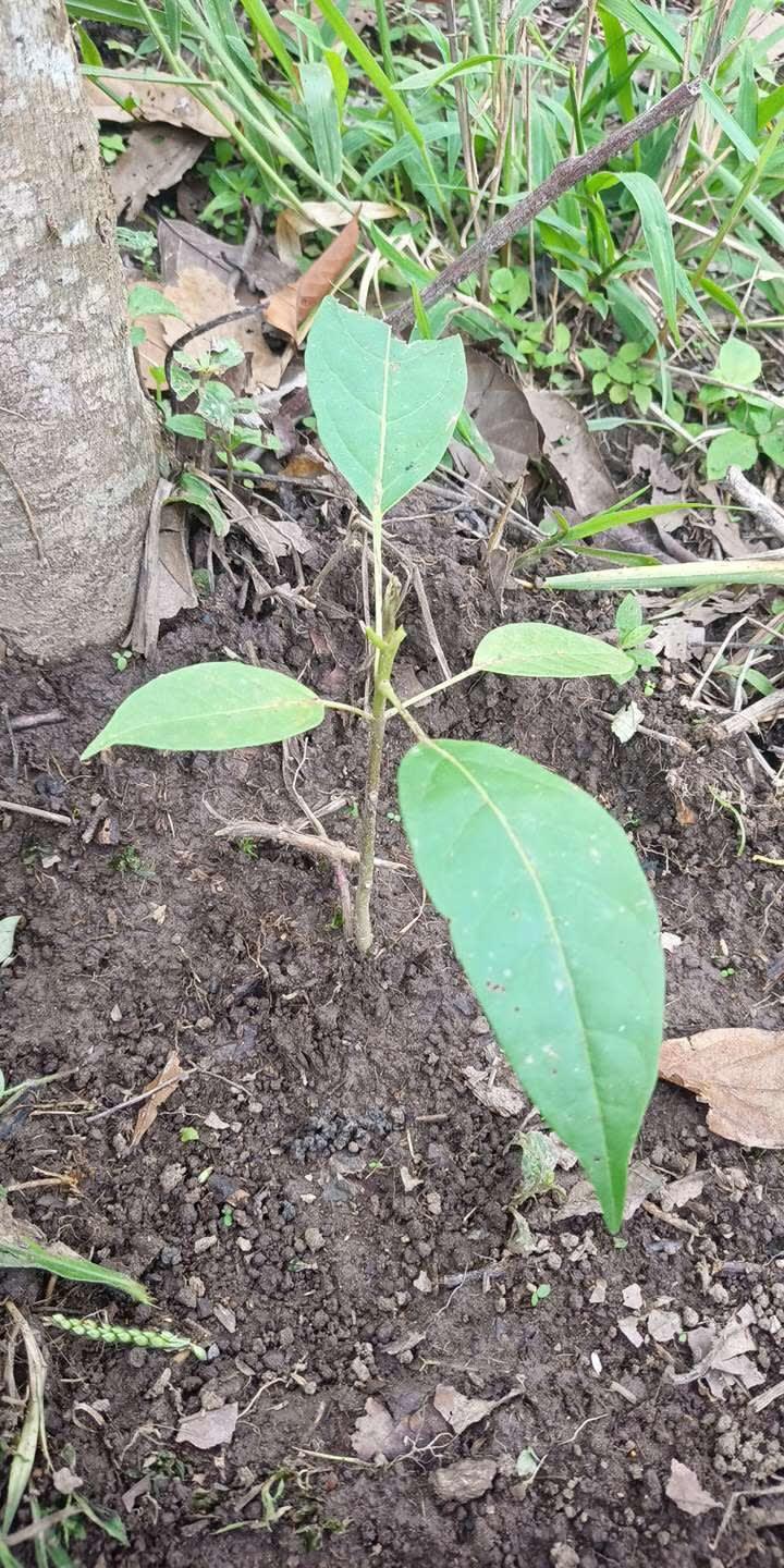 tree image