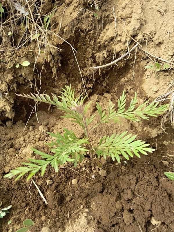 tree image
