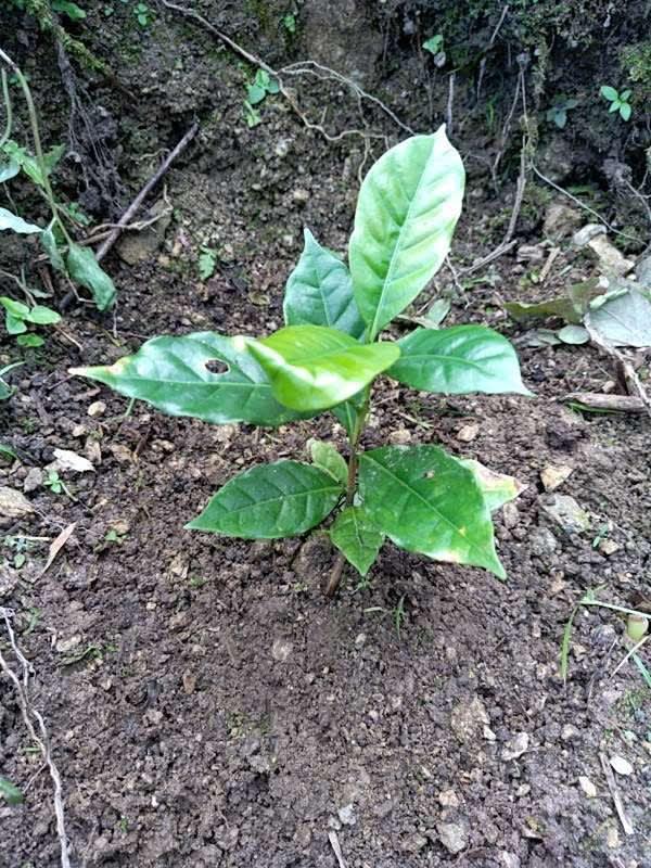 tree image