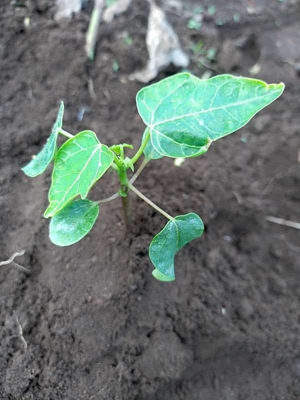 tree image