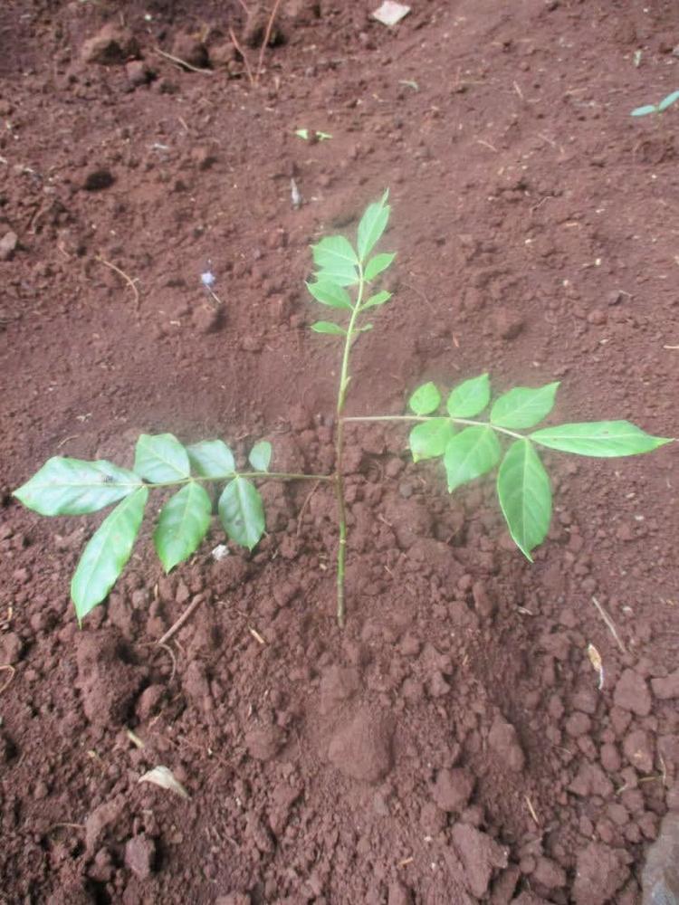 tree image