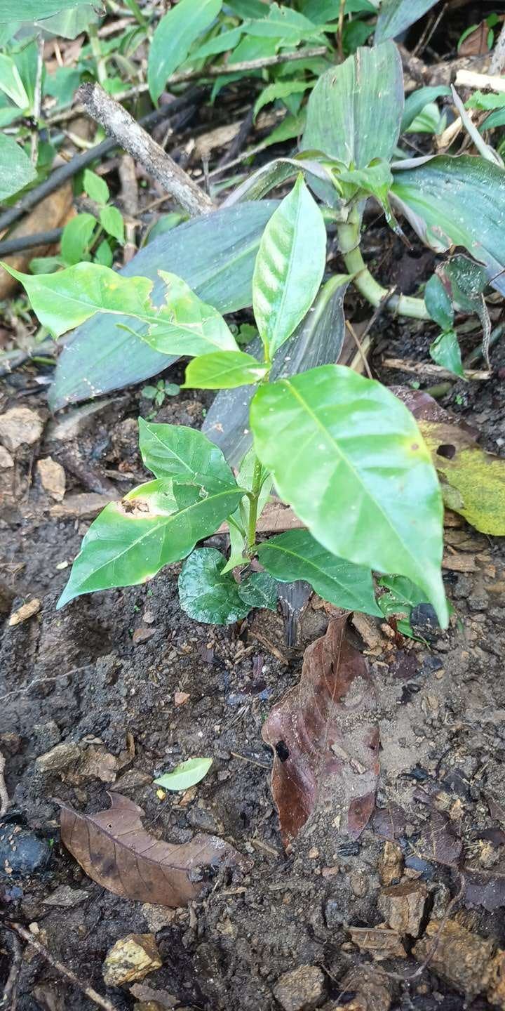 tree image