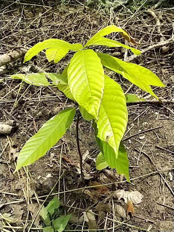tree image