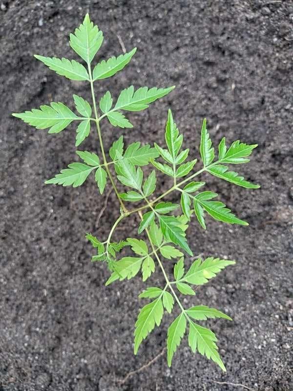 tree image