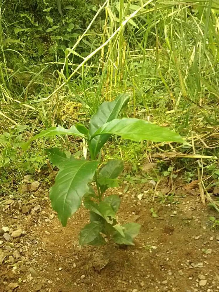 tree image