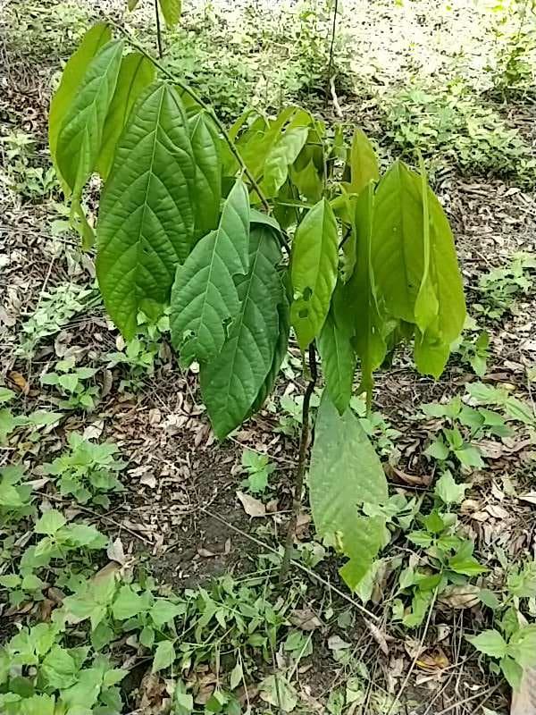 tree image