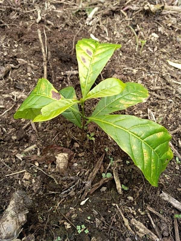 tree image
