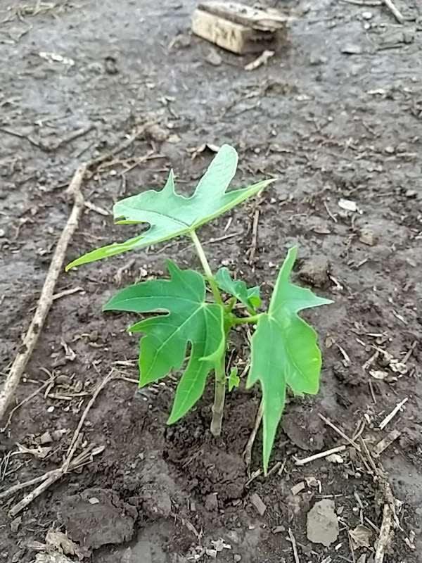 tree image