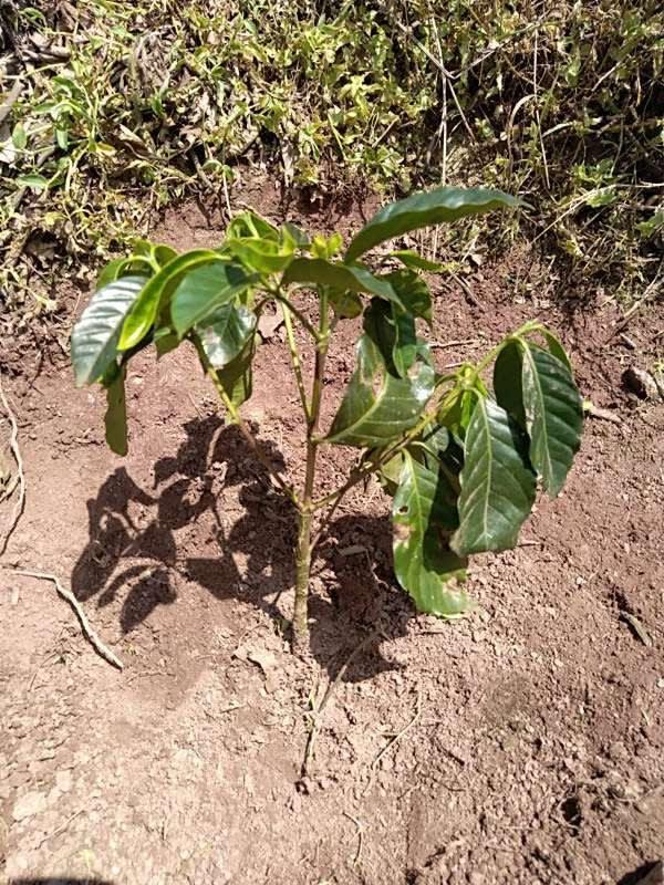 tree image