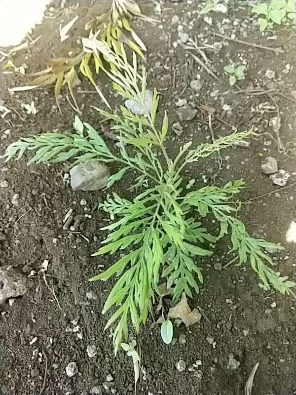 tree image