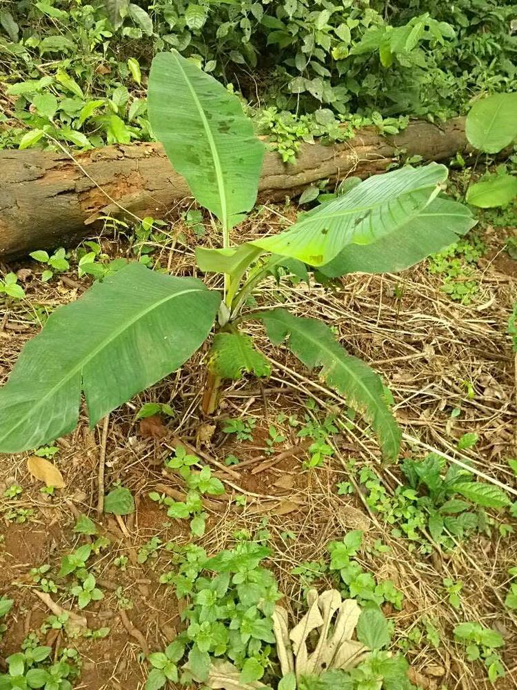 tree image