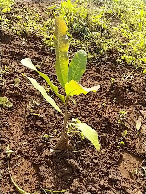 tree image