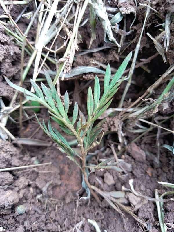 tree image
