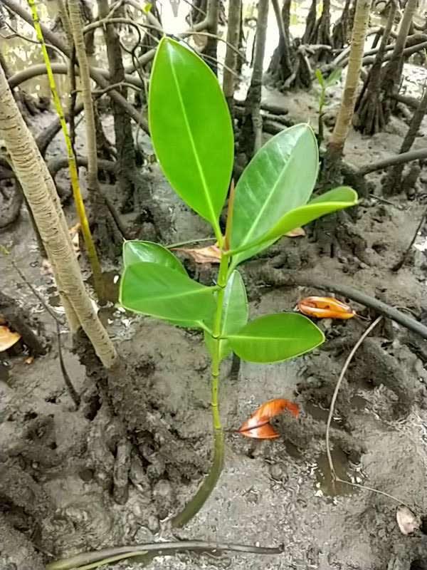 tree image