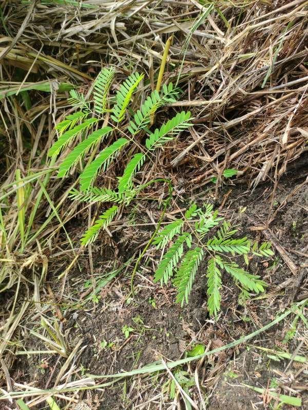 tree image
