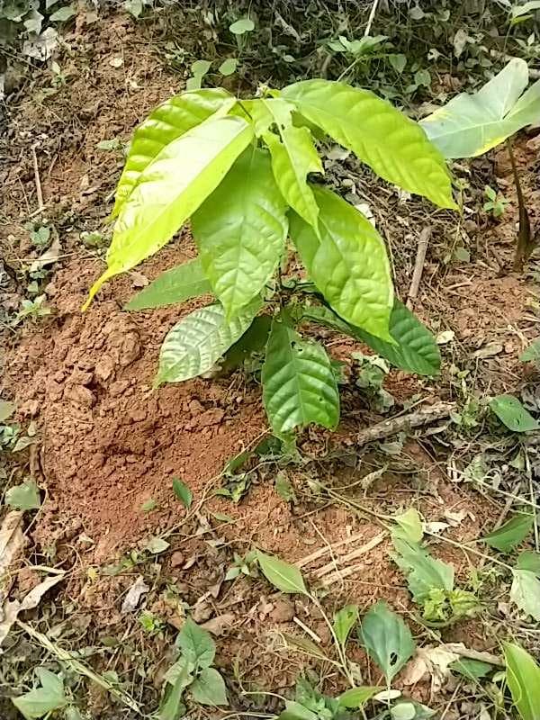 tree image