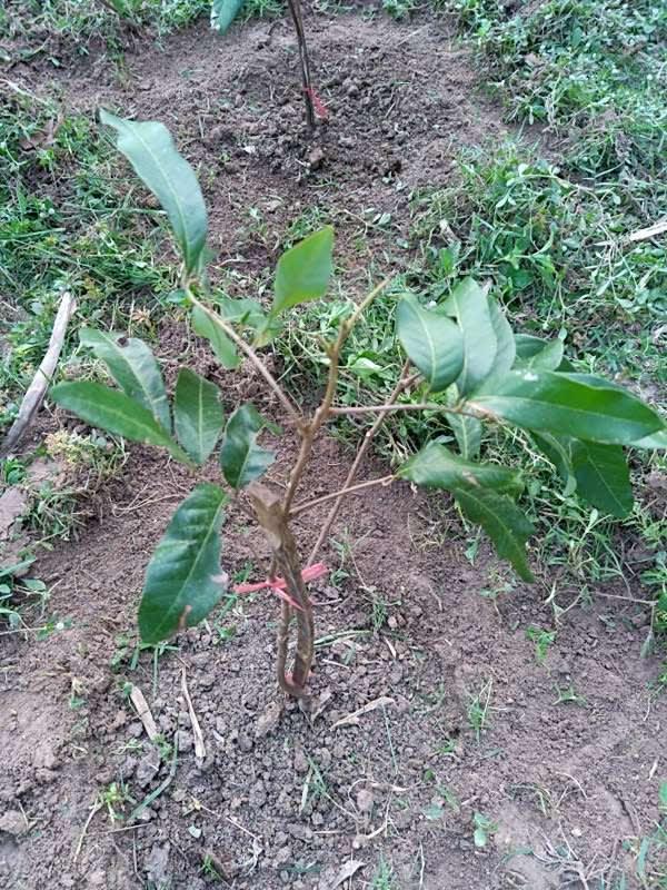 tree image