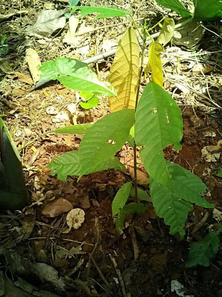 tree image