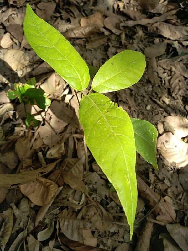 tree image