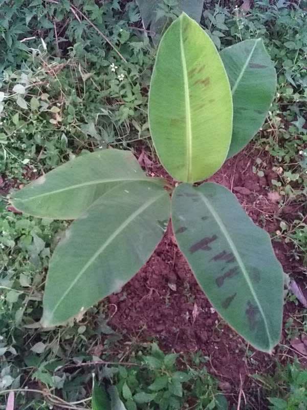 tree image