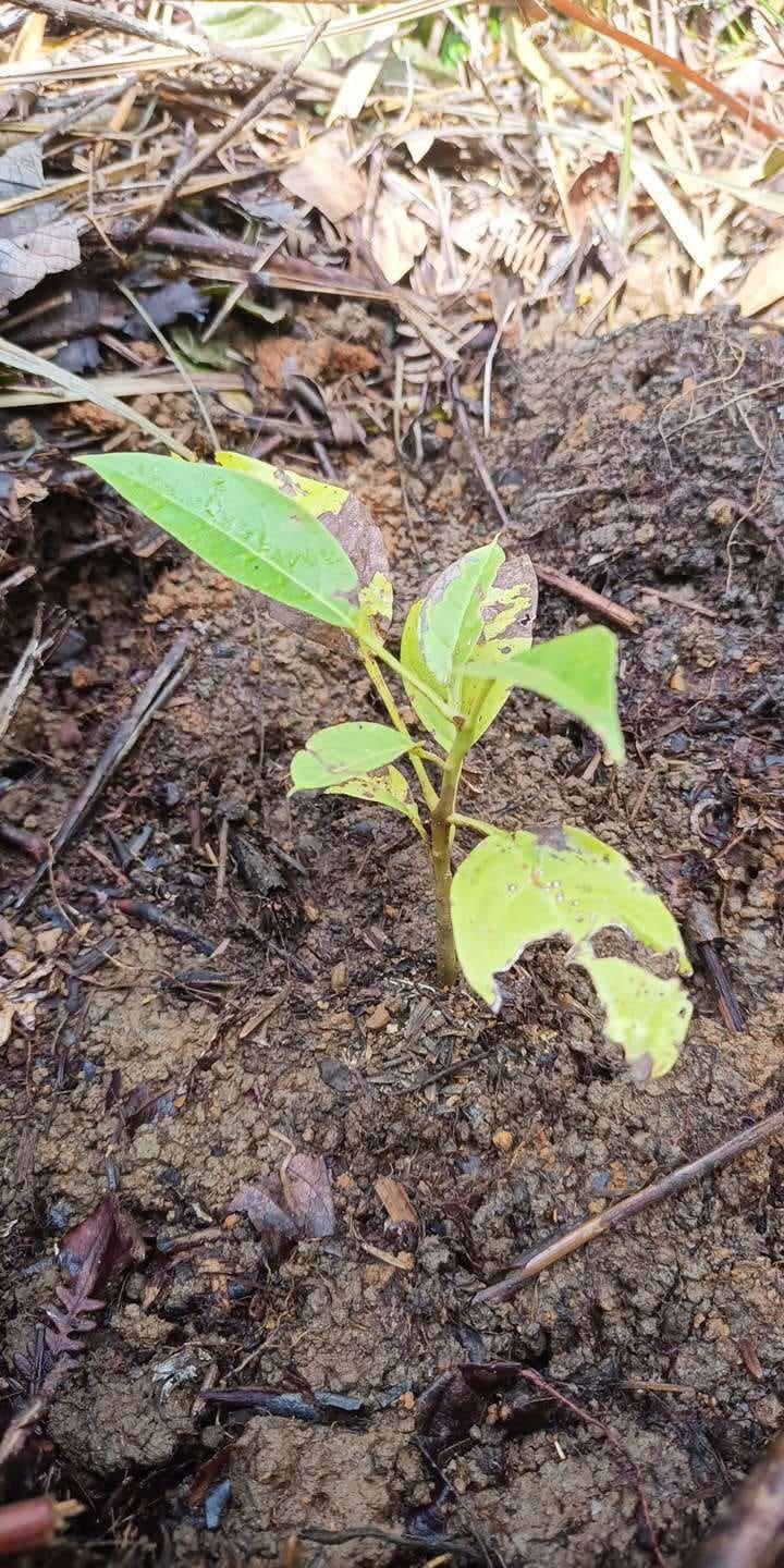 tree image