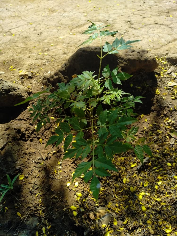 tree image