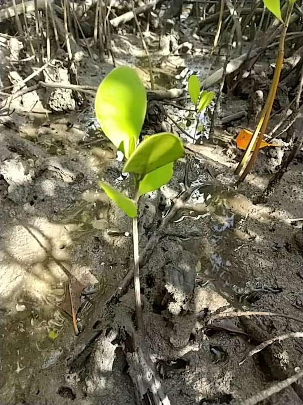 tree image