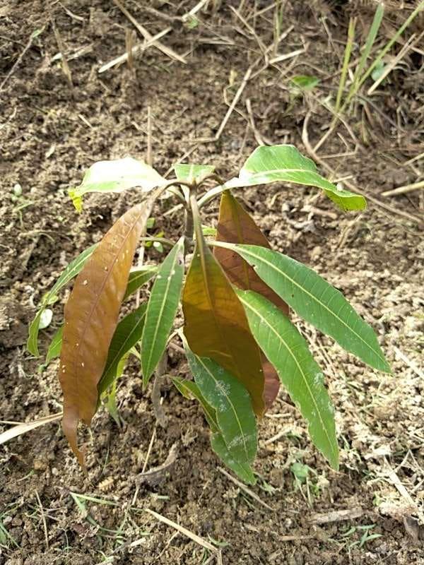 tree image