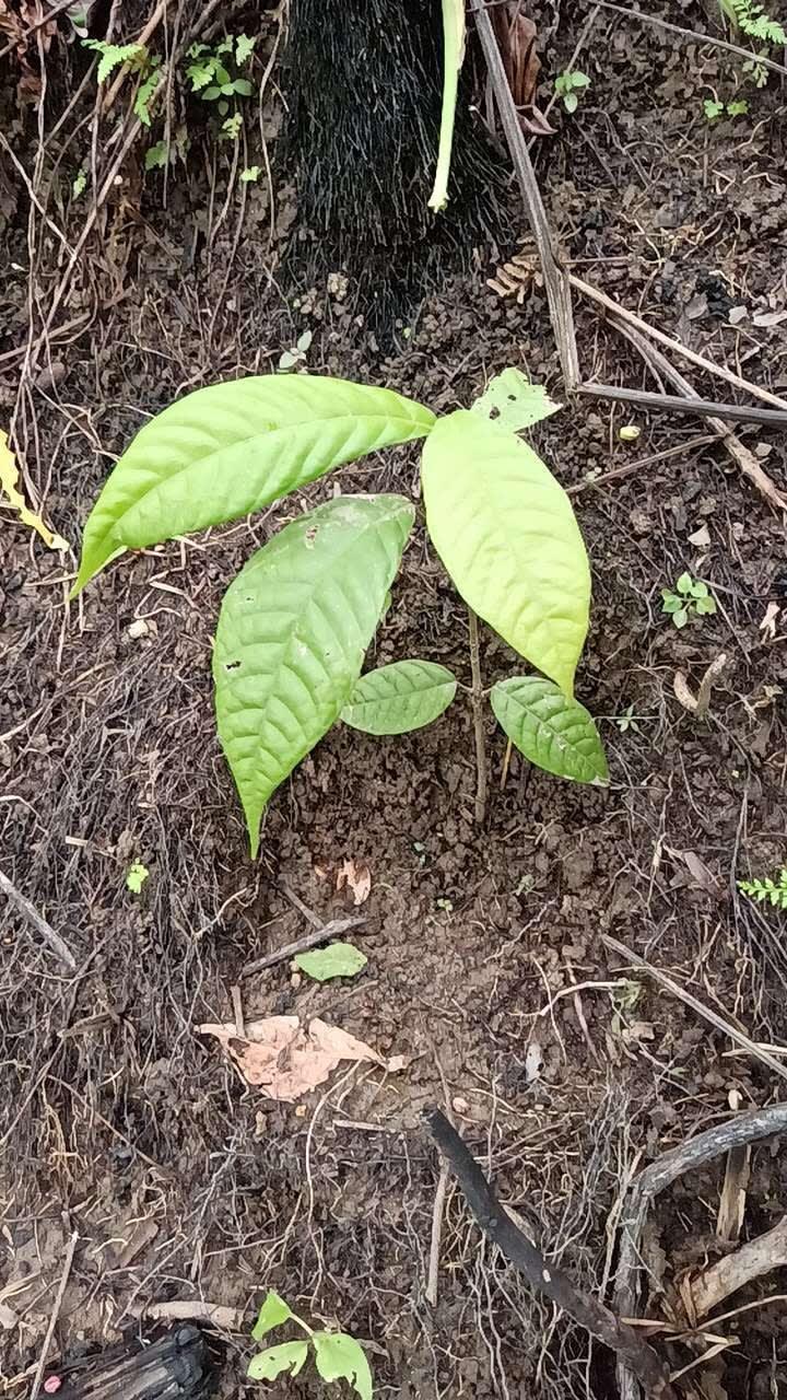 tree image