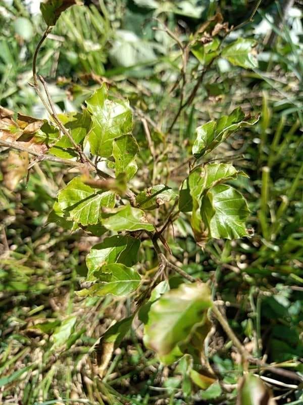 tree image