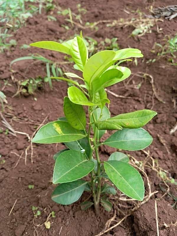 tree image
