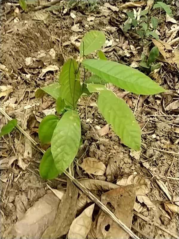 tree image
