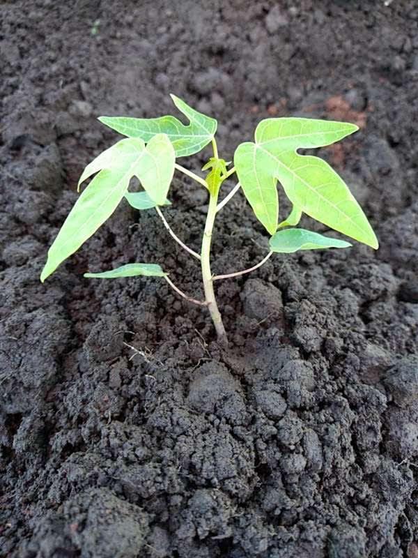 tree image