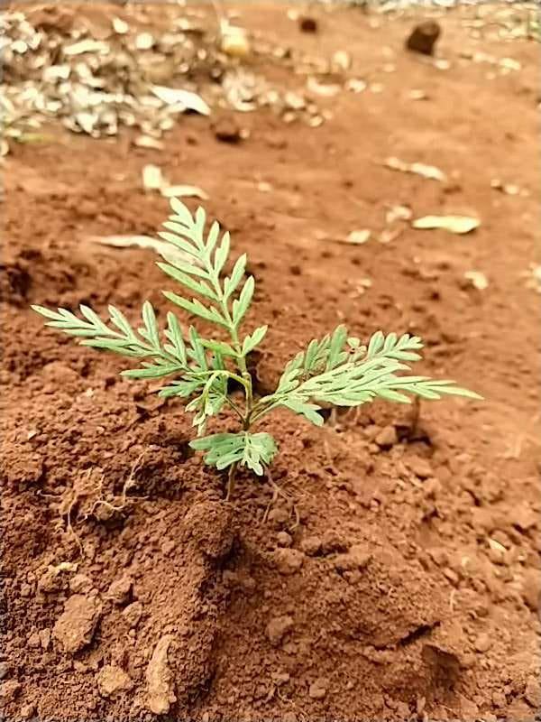 tree image