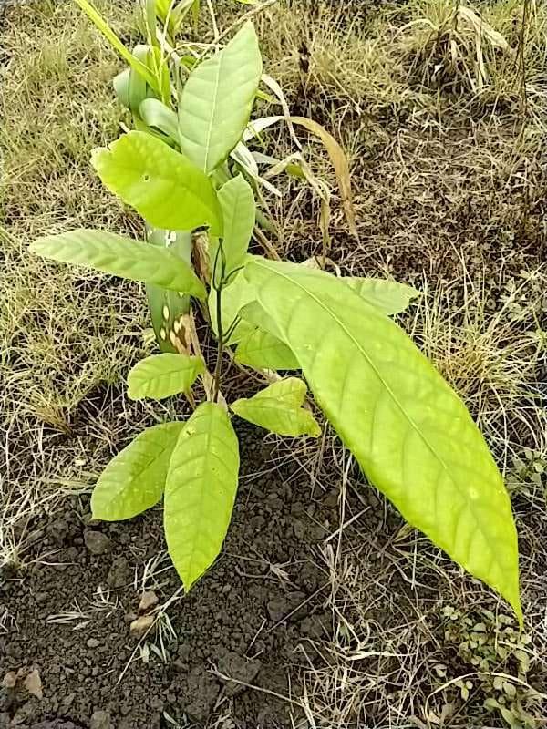 tree image