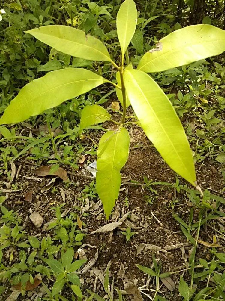 tree image