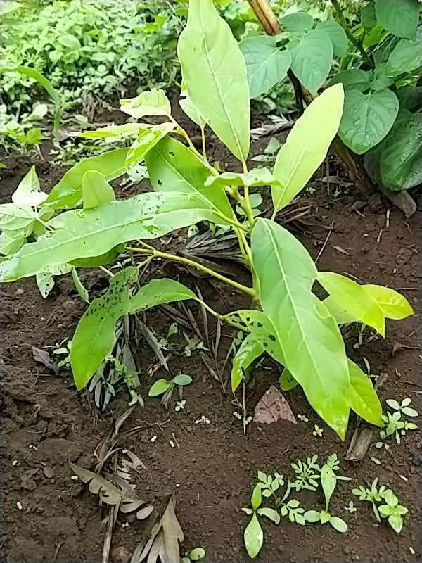 tree image