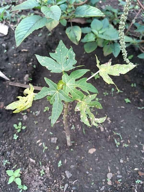 tree image
