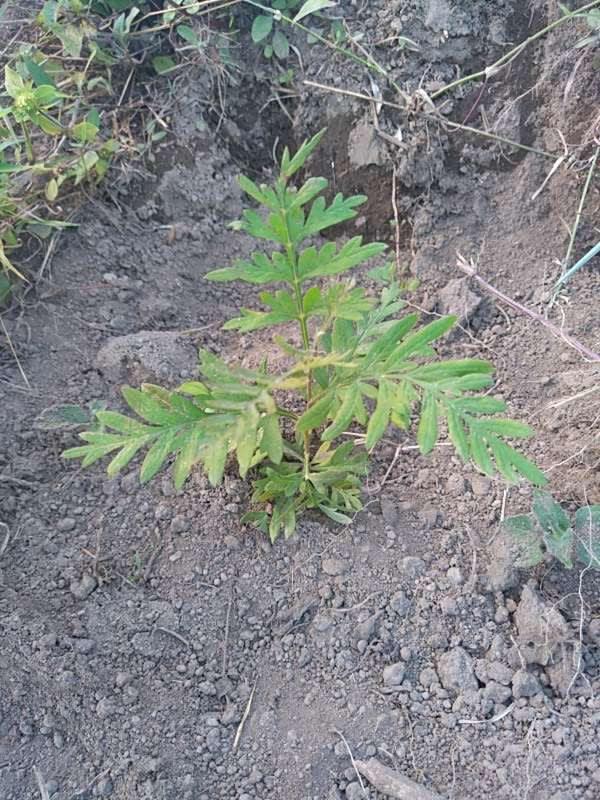 tree image